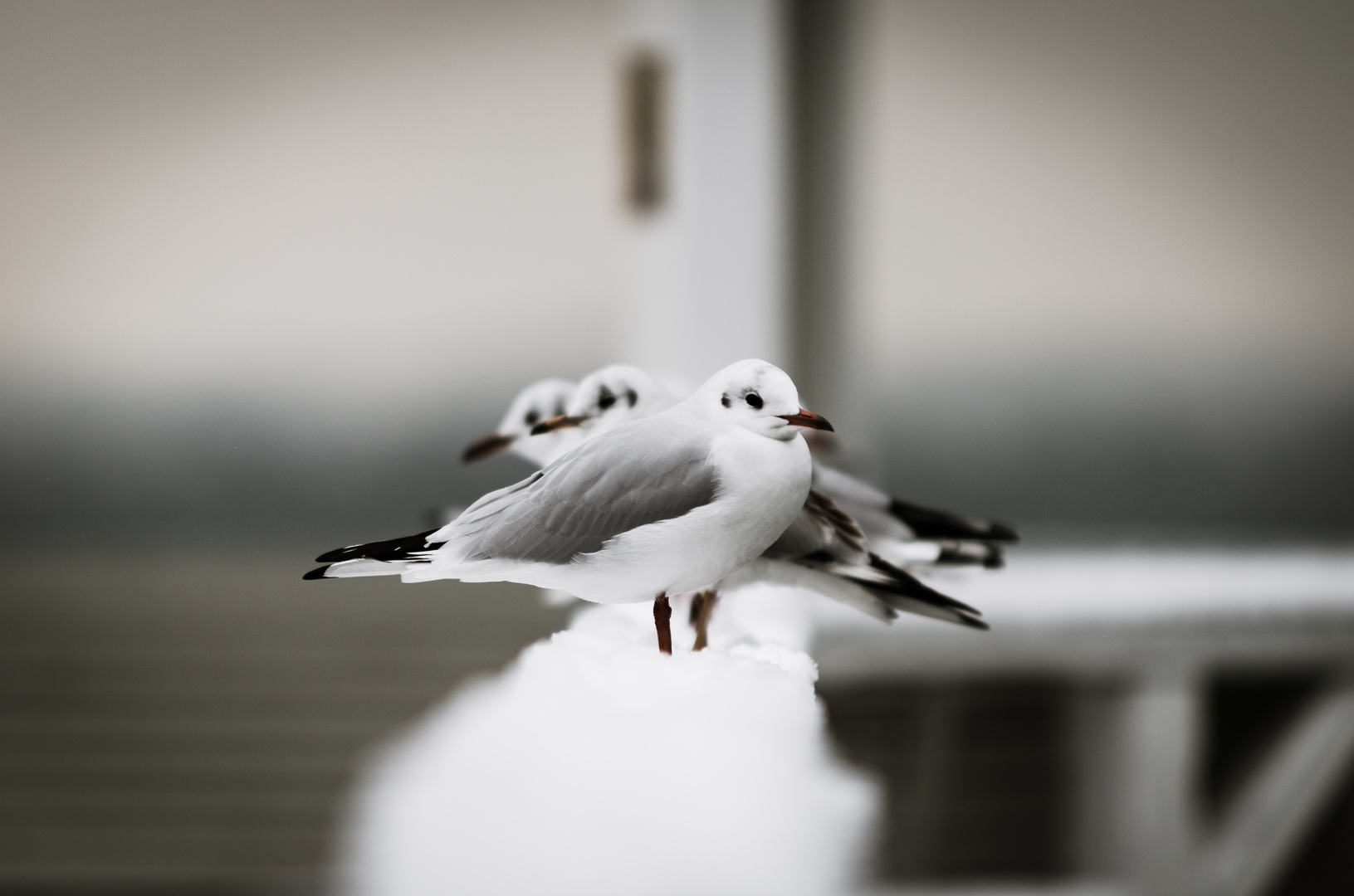 Möwe im Schnee