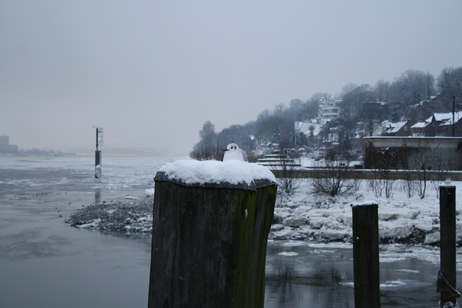 Möwe im Schnee