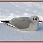 Möwe im Schnee