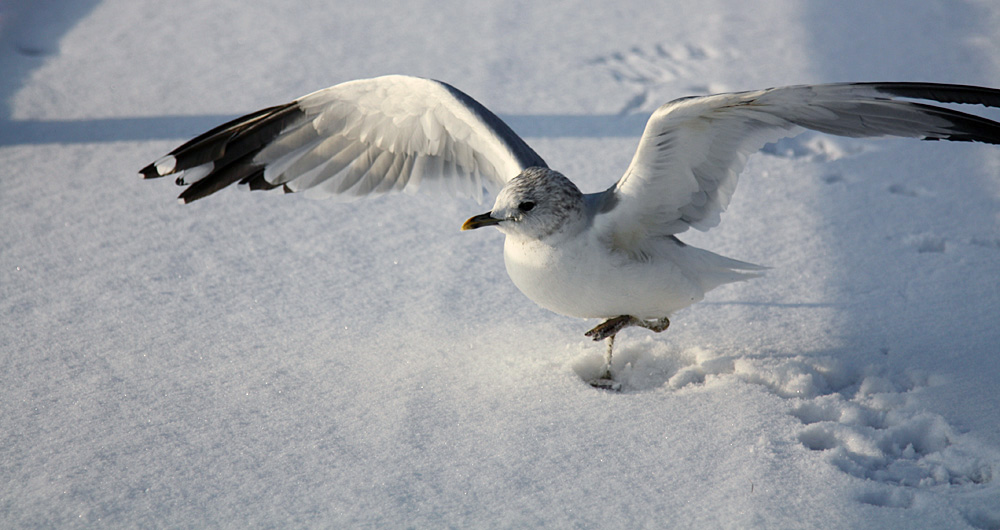 Möwe im Schnee