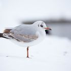 Möwe im Schnee