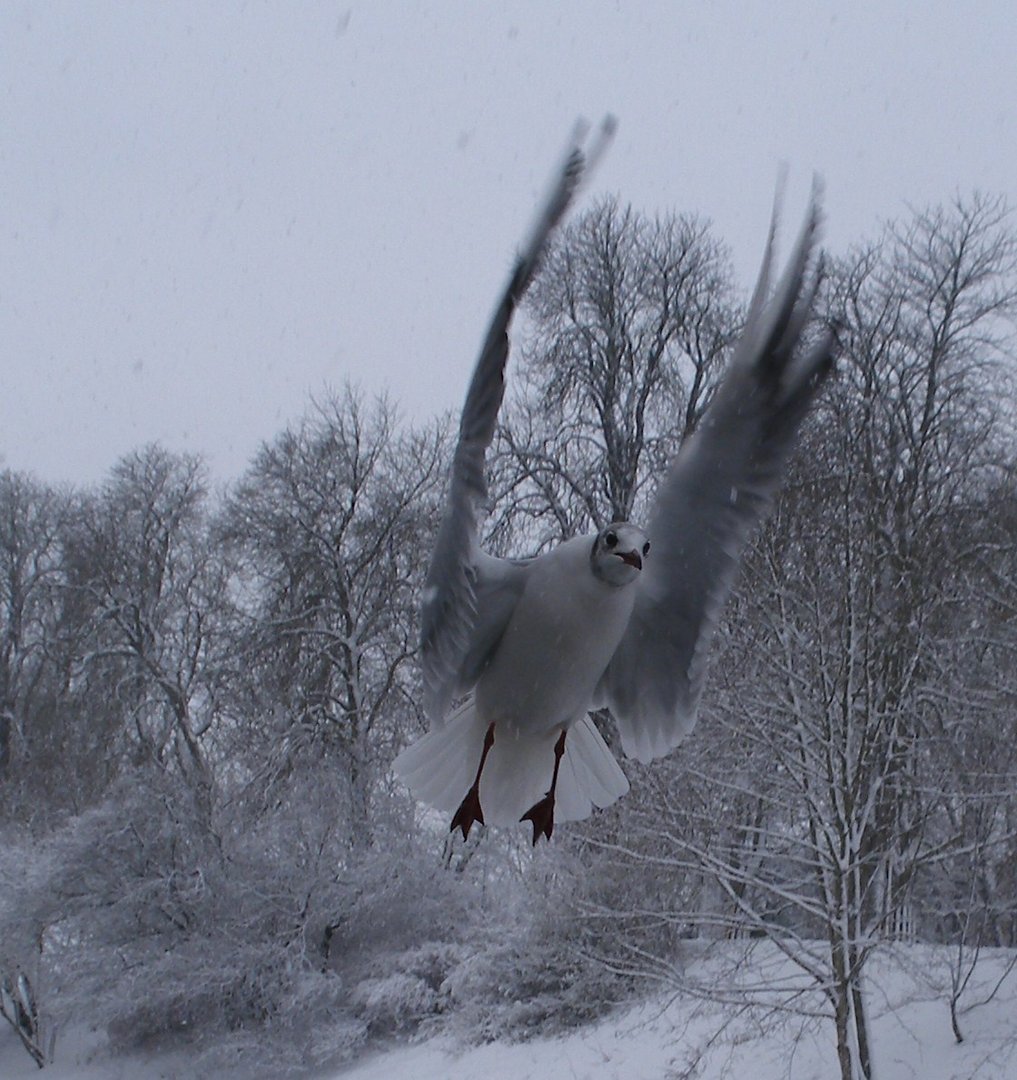 Möwe im Schneegestöber