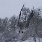 Möwe im Schneegestöber