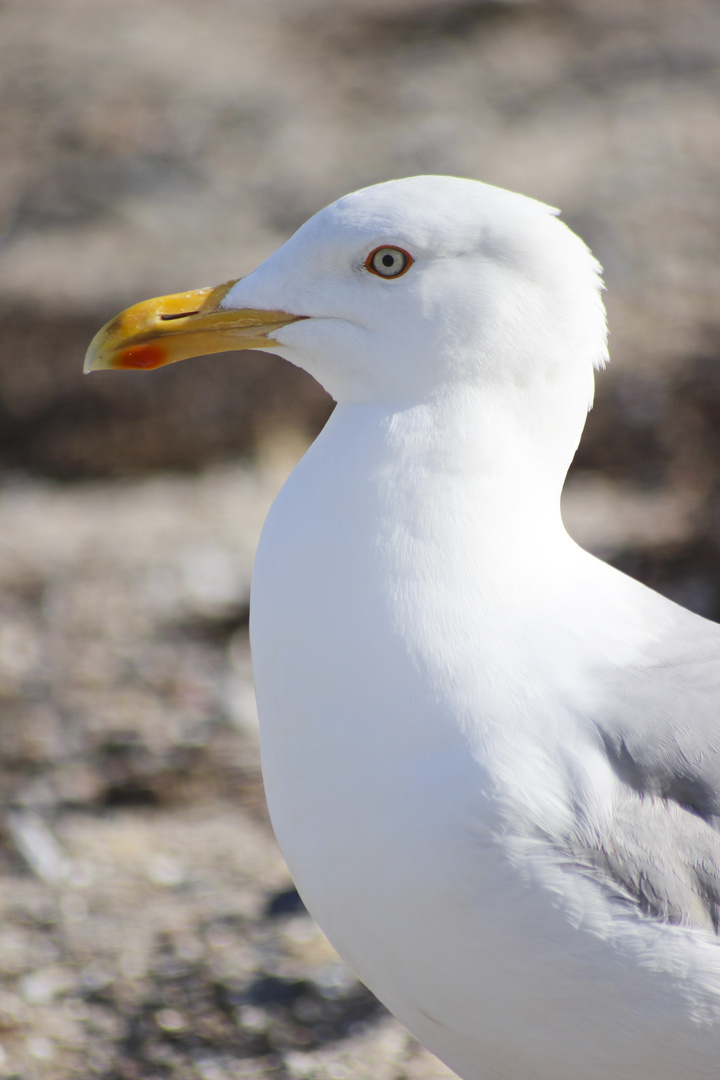 Möwe im schneeweißen Gewand