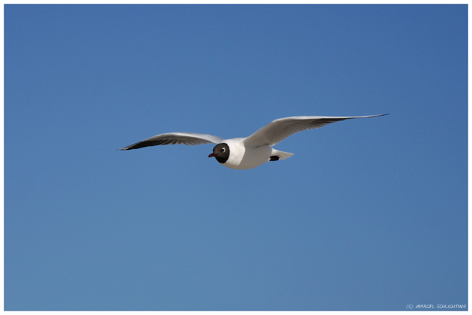 Möwe im Segelflug