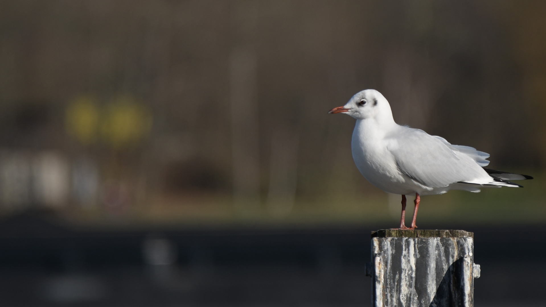 Möwe im Seitenprofil auf einem Pfahl