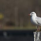 Möwe im Seitenprofil auf einem Pfahl