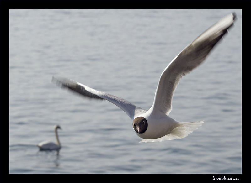 Möwe im Seitenwind