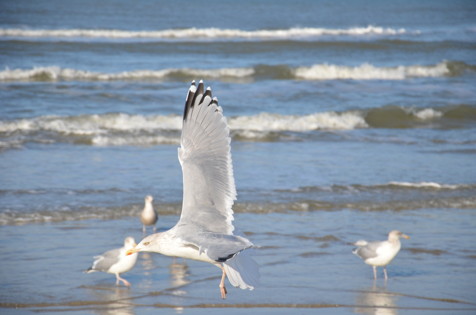 Möwe im Sinkflug....