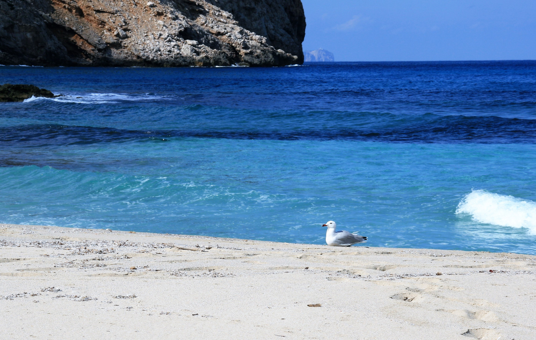 Möwe im Sommerurlaub