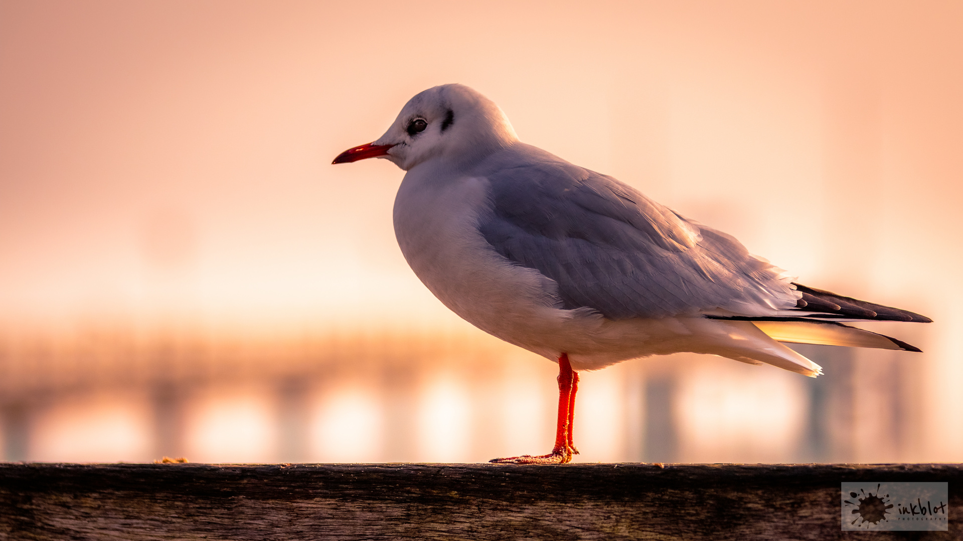 Möwe im Sonnenaufgang