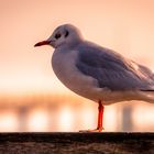 Möwe im Sonnenaufgang