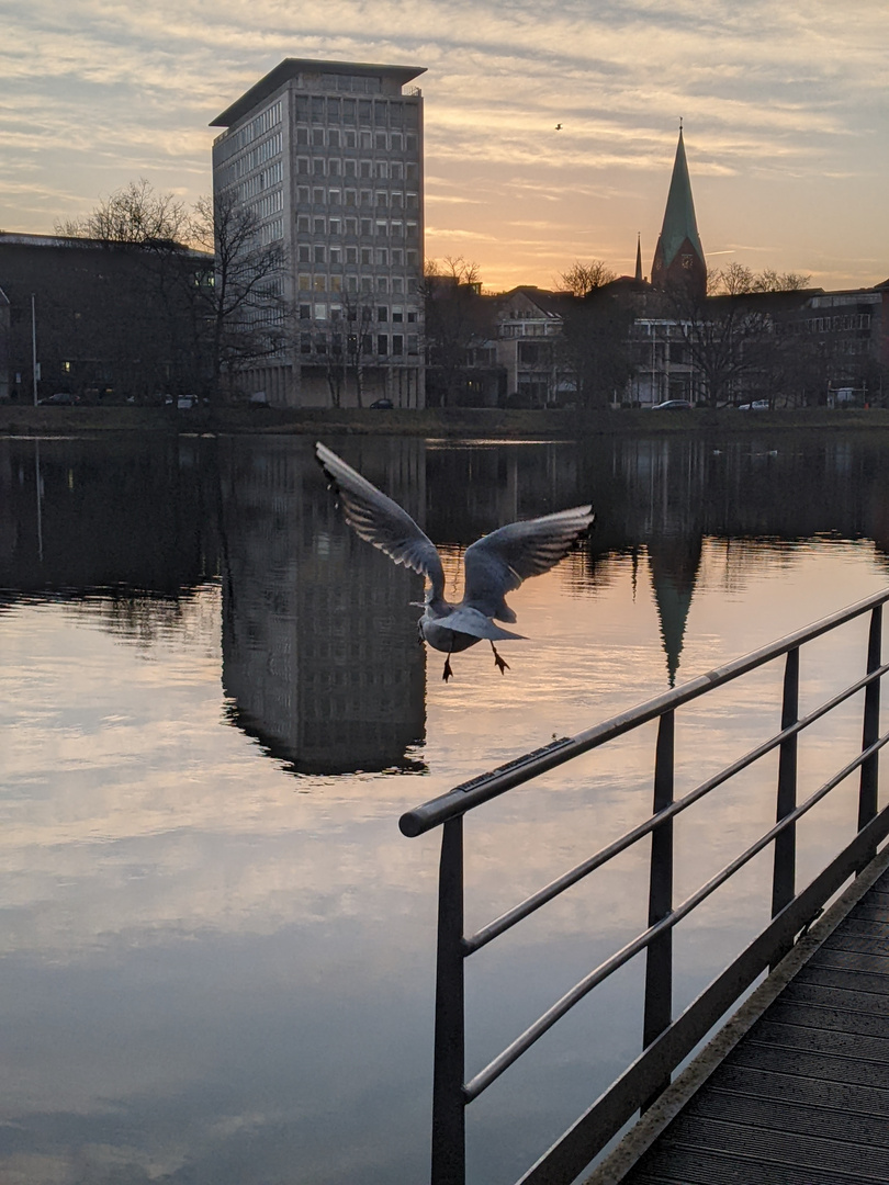 Möwe im Sonnenaufgang