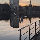 Möwe im Sonnenaufgang