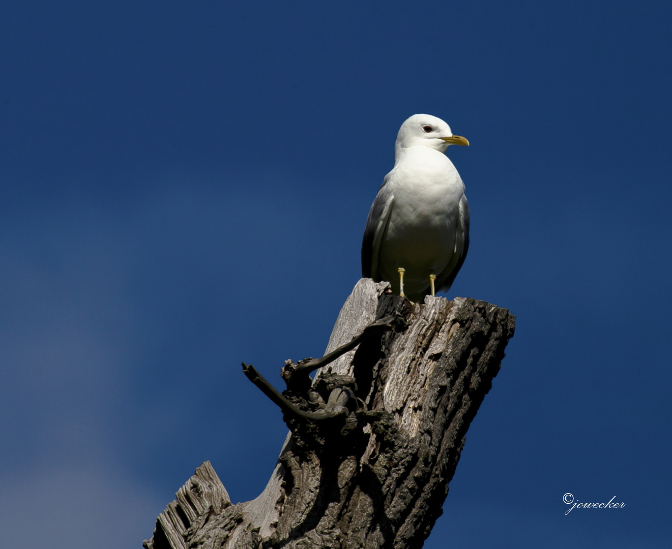 Möwe im Sonnenbad...!