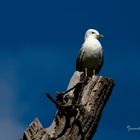 Möwe im Sonnenbad...!