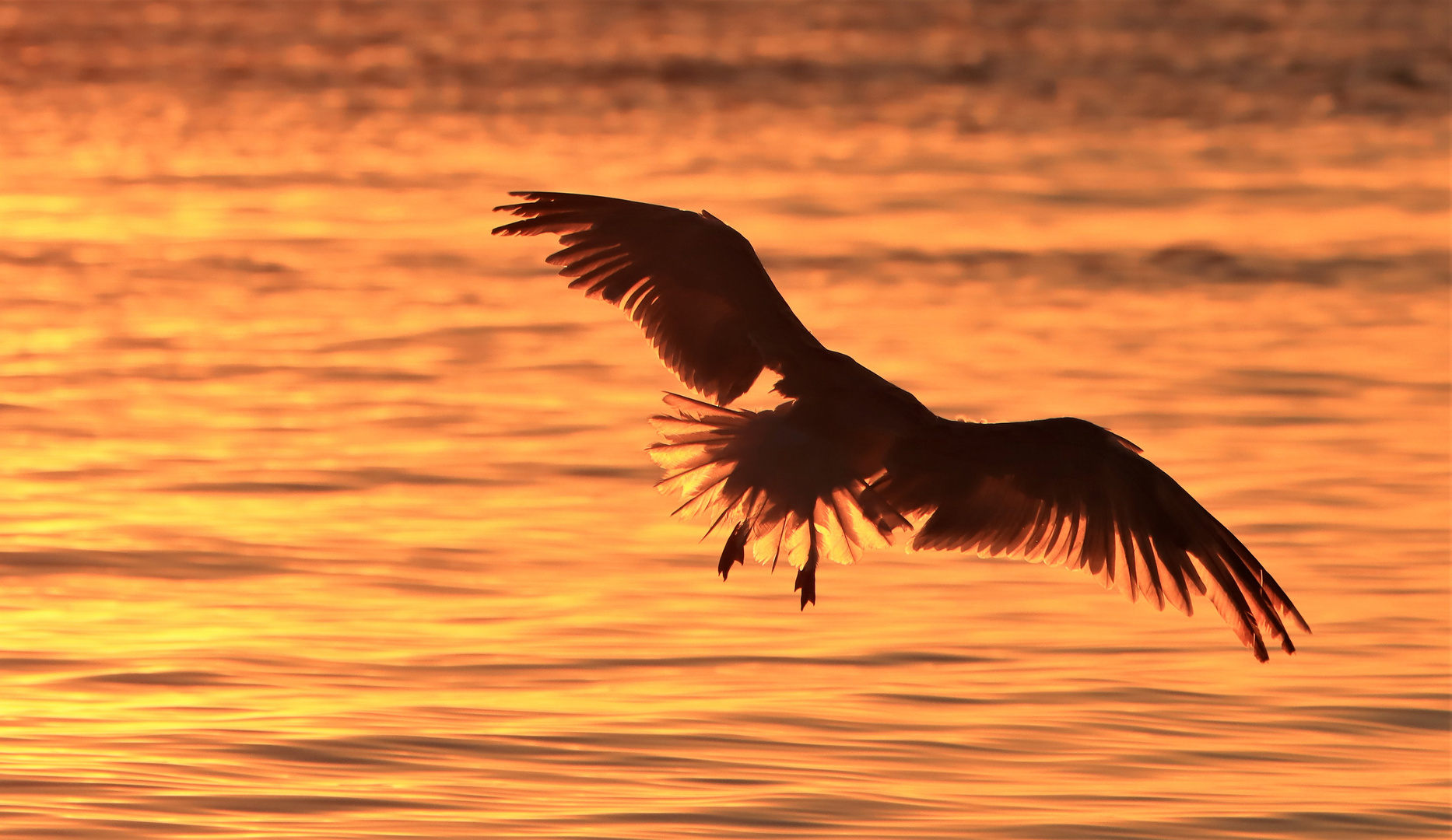 Möwe im Sonnenlicht