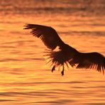 Möwe im Sonnenlicht