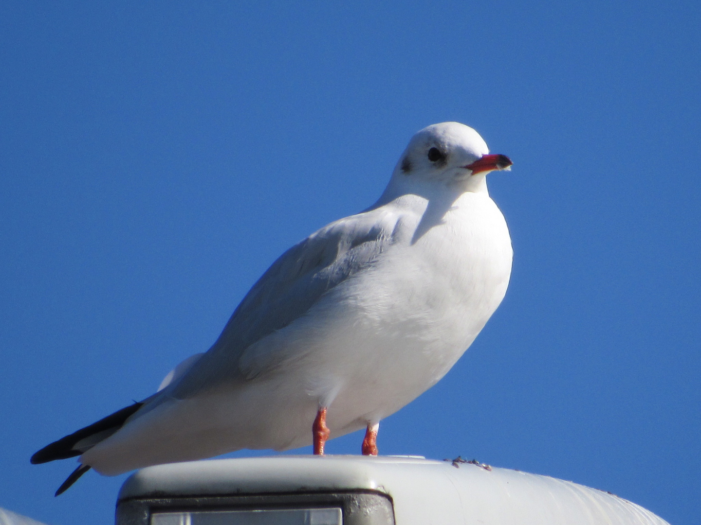 Möwe im Sonnenschein 