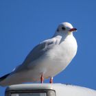 Möwe im Sonnenschein 