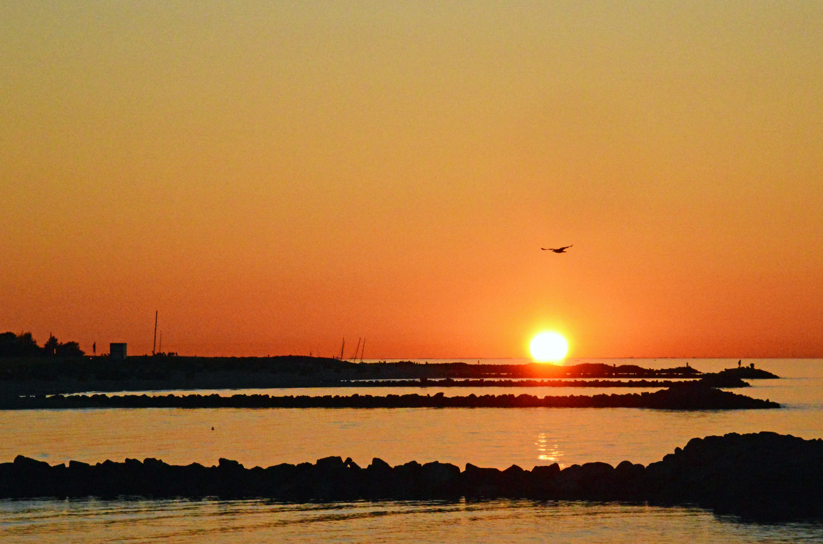 Möwe im Sonnenuntergang