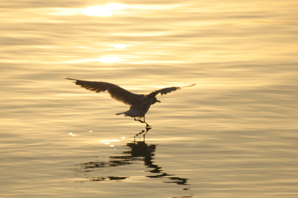 Möwe im Sonnenuntergang