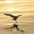 Möwe im Sonnenuntergang