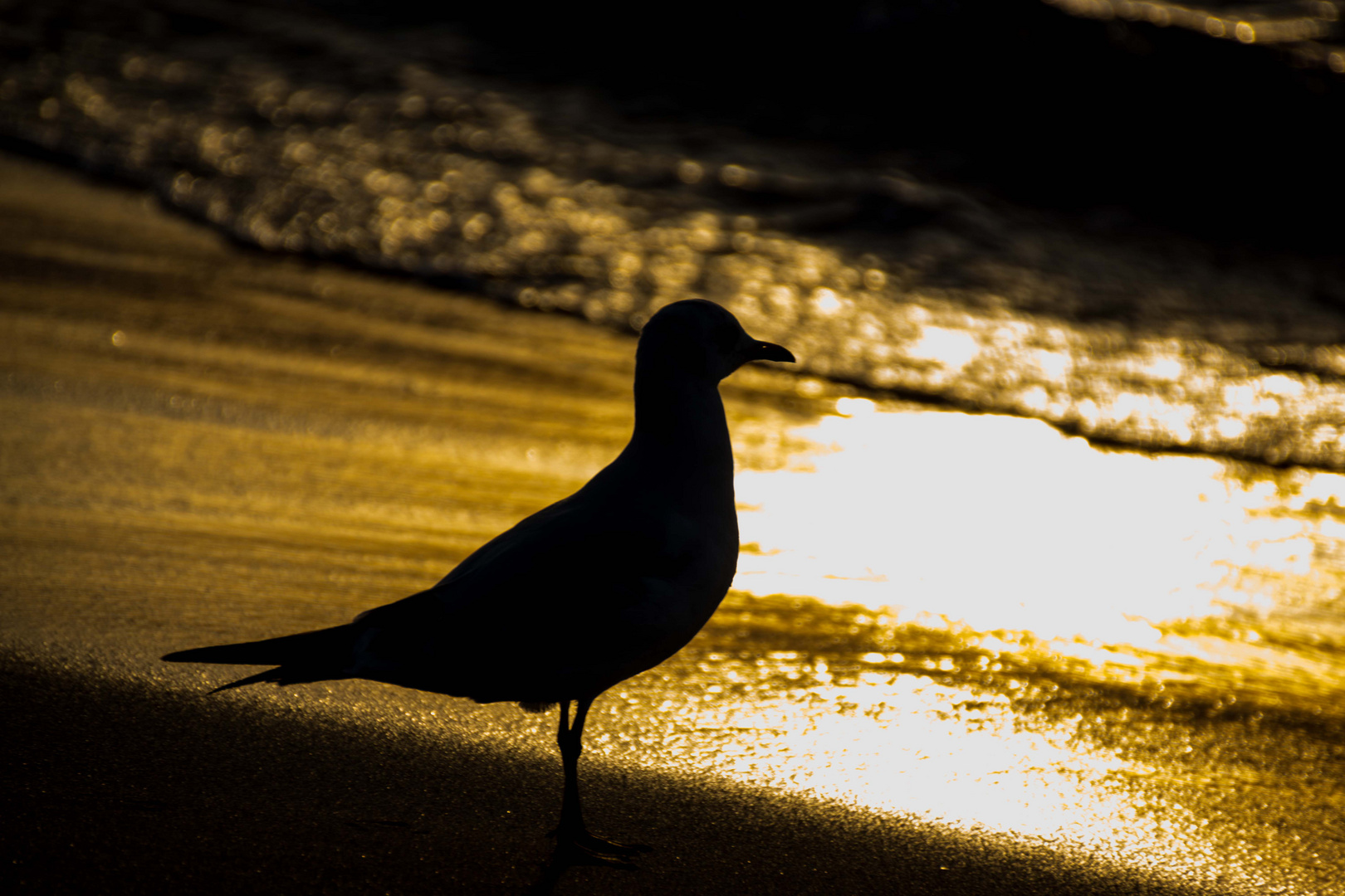 Möwe im Sonnenuntergang