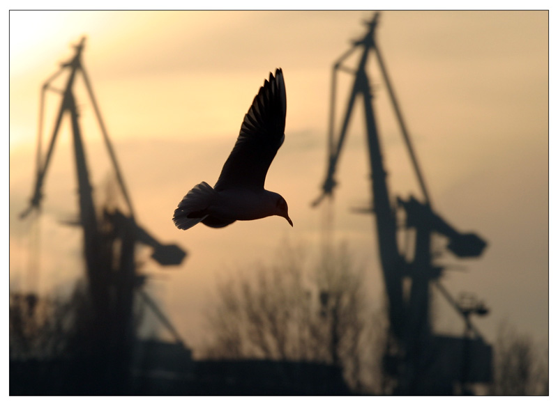 Möwe im Sonnenuntergang