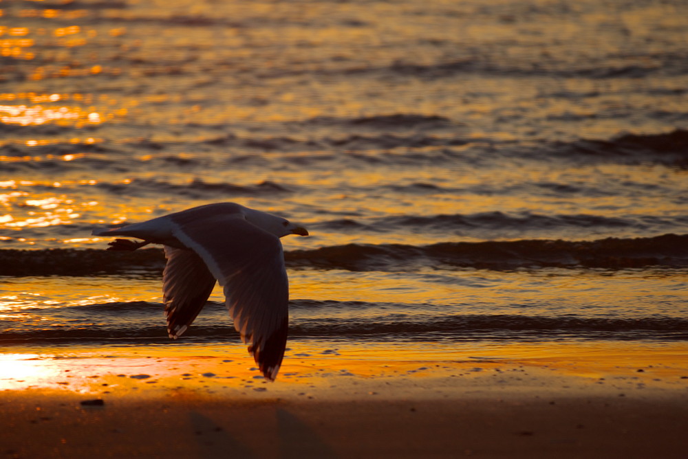 Möwe im Sonnenuntergang