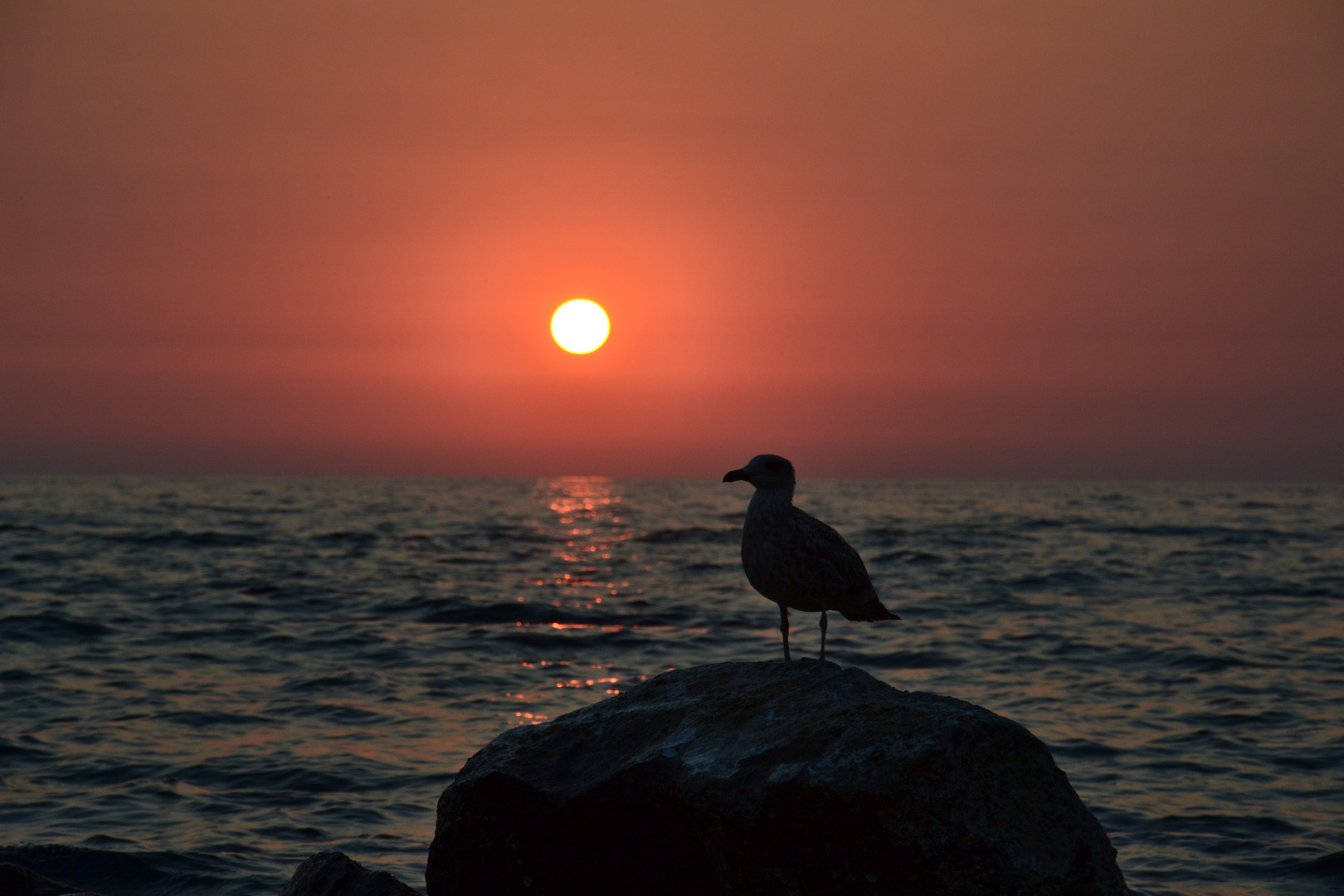 Möwe im Sonnenuntergang