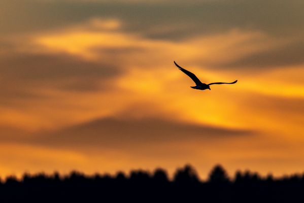 Möwe im Sonnenuntergang