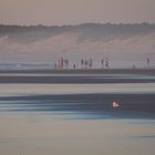 Möwe im Sonnenuntergang