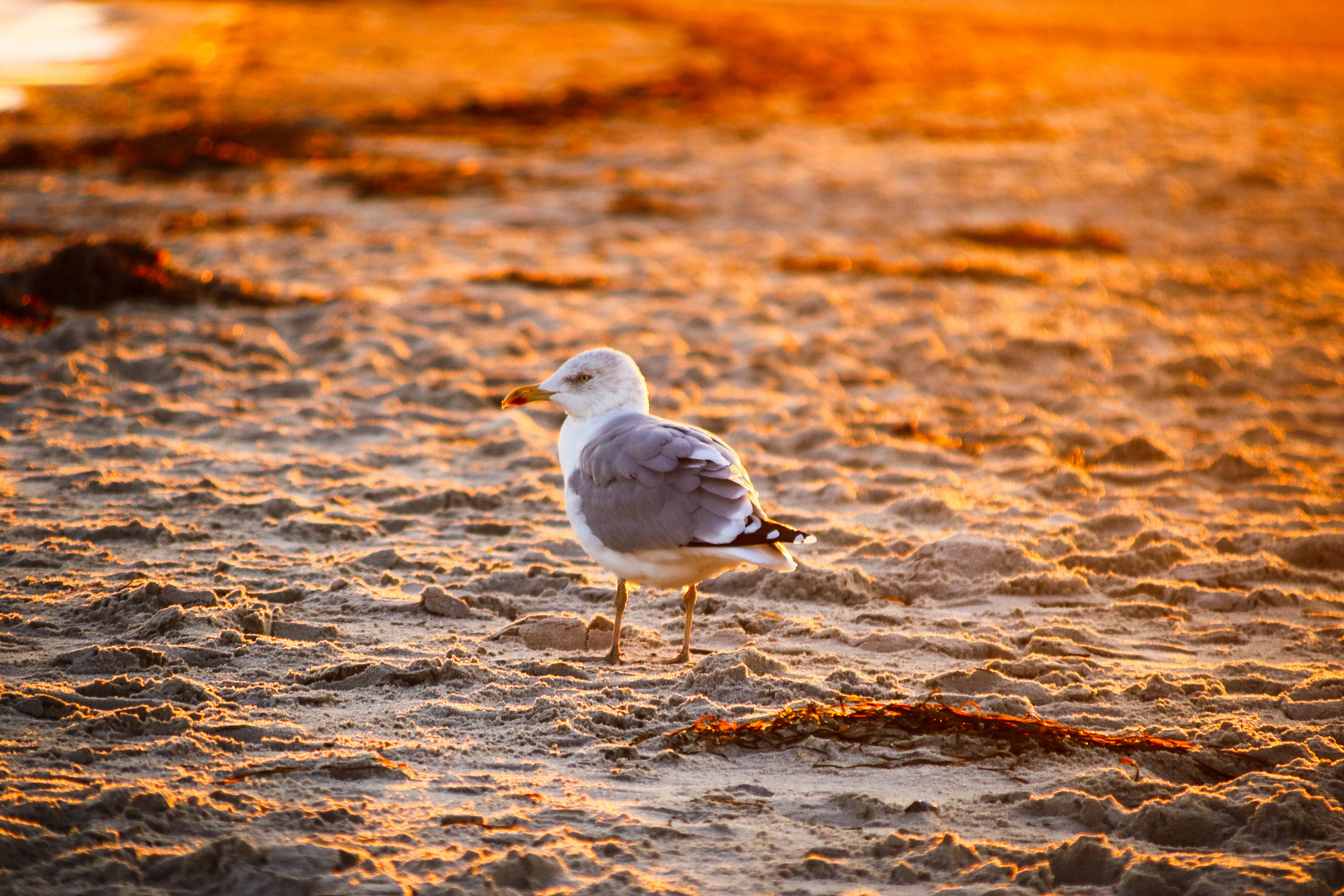 Möwe im Sonnenuntergang