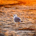 Möwe im Sonnenuntergang