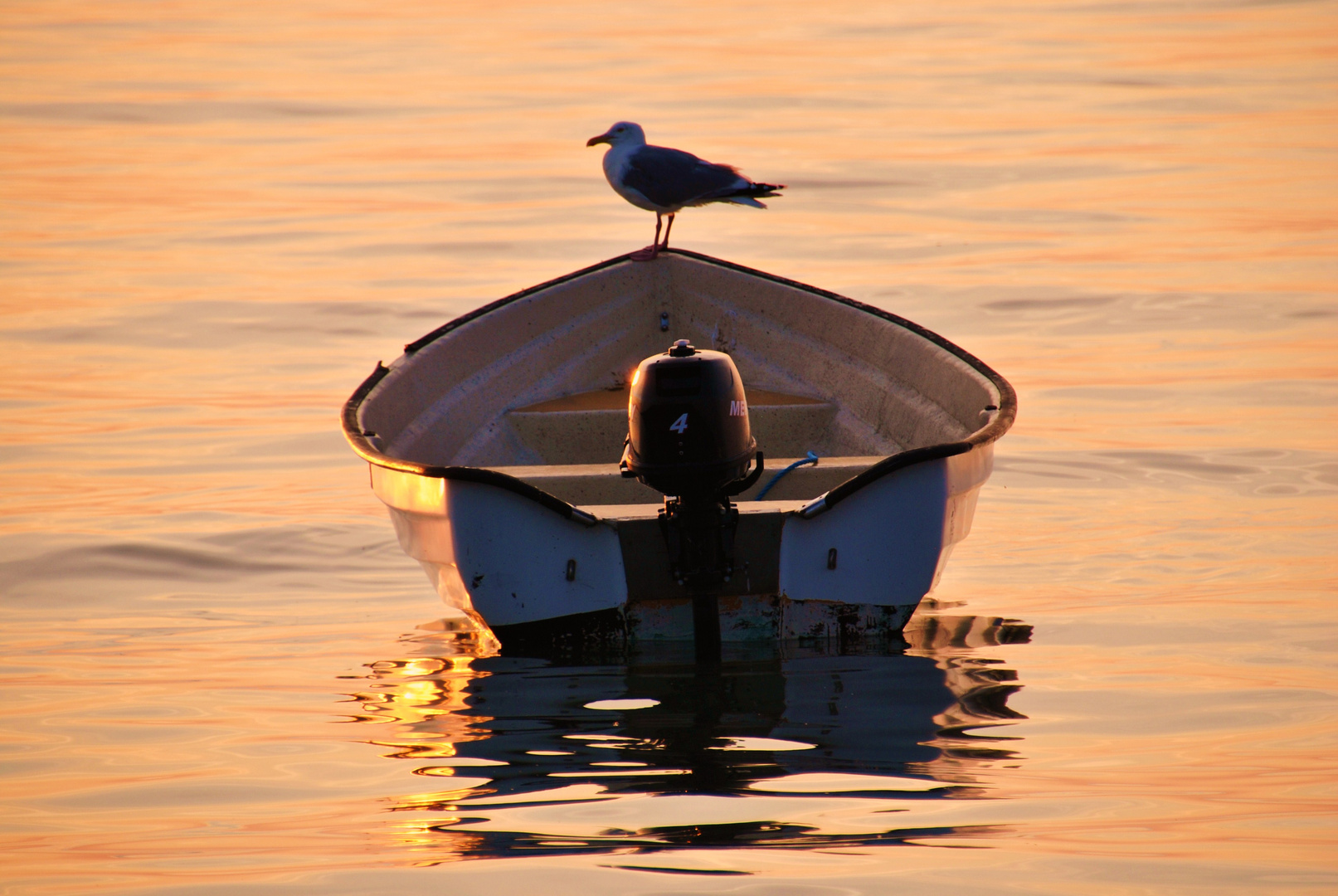 Möwe im Sonnenuntergang