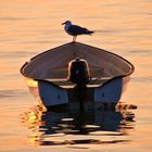 Möwe im Sonnenuntergang