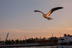 Möwe im Sonnenuntergang