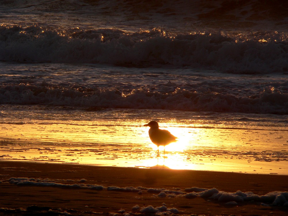 Möwe im Sonnenuntergang