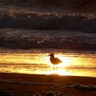 Möwe im Sonnenuntergang