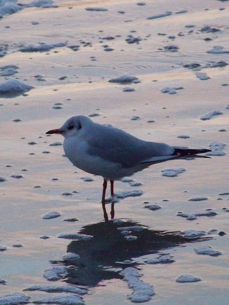 Möwe im Sonnenuntergang