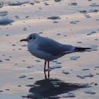 Möwe im Sonnenuntergang