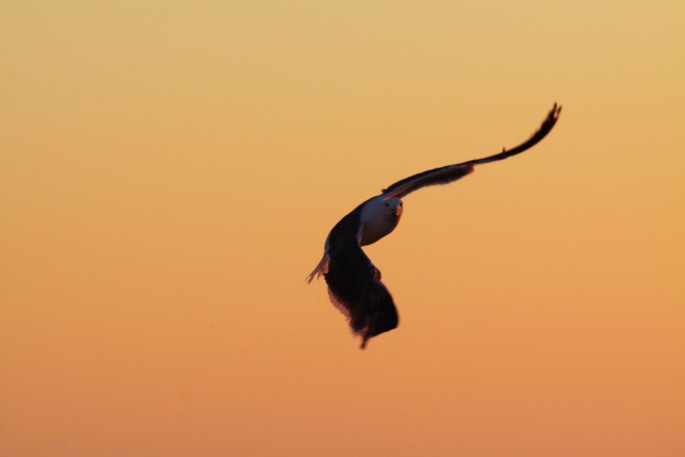 Möwe im Sonnenuntergang