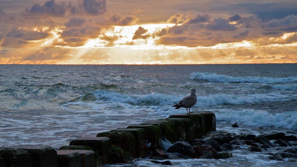 Möwe im Sonnenuntergang