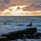 Möwe im Sonnenuntergang