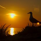 Möwe im Sonnenuntergang