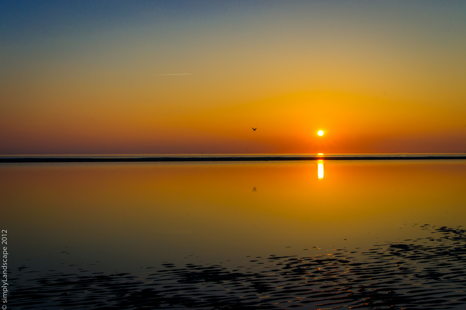 Möwe im Sonnenuntergang