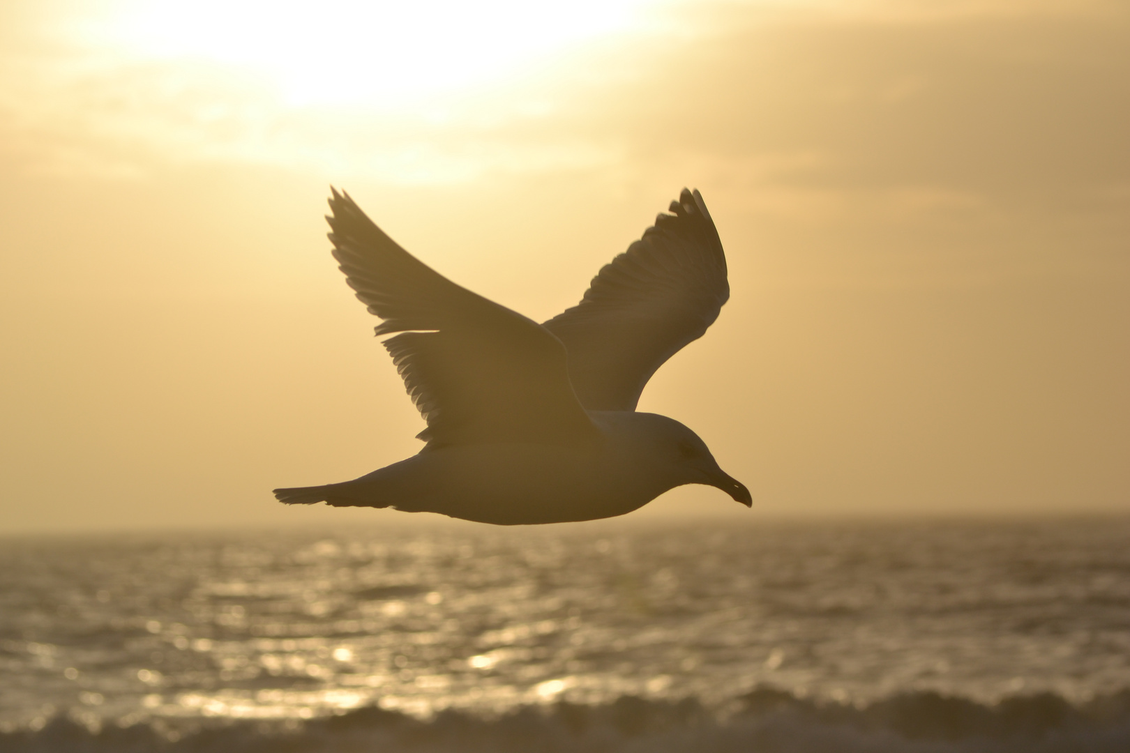 Möwe im Sonnenuntergang