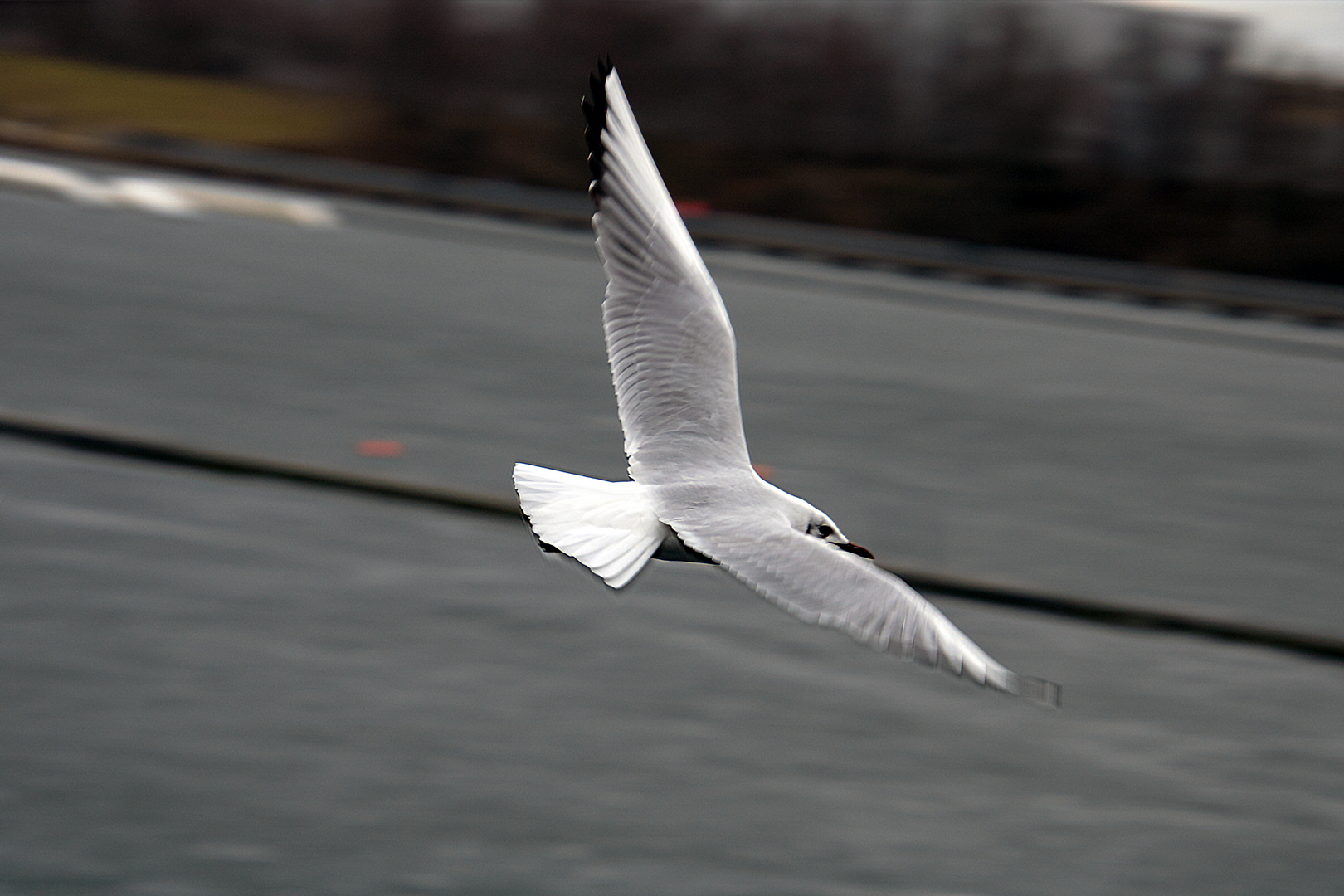 Möwe im Stadtpark