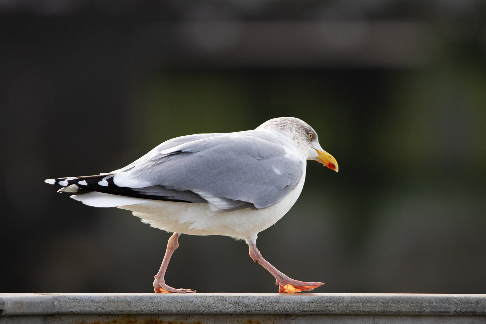 Möwe im "Stechschritt"